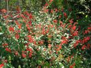 Salvia-coccinea-Scarlet-Sage5-1024x768