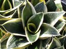 Sansevieria-trifasciata-Jade-Dwarf-Marginated-Dwarf-Sansevieria1-1024x768