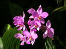 Spathoglottis-plicata-Ground-Orchid2-1024x768