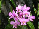 Spathoglottis-plicata-Ground-Orchid-1024x768