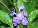 Stachytarpheta-jamaicensis-Native-Blue-Porterweed-1024x768