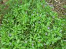 Stachytarpheta-jamaicensis-Porterweed-1024x768