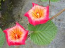 Stictocardia-beraviensisHawaiian-Sunset-Vine4-1024x768