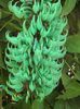 Strongylodon-macrobotrys-Jade-Vine13-768x1024