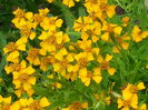 Tagetes-lucida-Mexican-Tarragon3