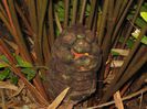Zamia-integrifolia-ConeCoontie1-1024x768