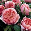ecomproducts-img1-2-1533 The Alnwick Rose