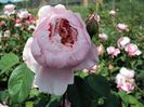 Englische-Rose-The-Alnwick-Rose-Z-Ausgrab-Z