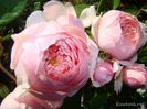 The Alnwick Rose2