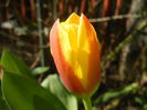 Tulipa Stresa (2014, March 19)