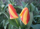 Tulipa Stresa (2014, March 20)