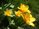 Tulipa Stresa (2014, March 20)