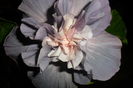 mijlocul florii s-a facut roze