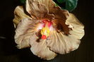 SAM_2317