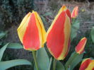 Tulipa Stresa (2014, March 21)