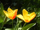 Tulipa Stresa (2014, March 22)