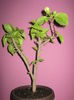 Picture My plants 1586