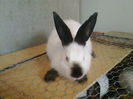 CAMPIONIIIIIIIIIIIII