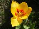 Tulipa Stresa (2014, March 22)