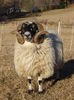 Berbec Dalesbred frumos