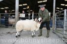 Berbec Rough Fell la Expo