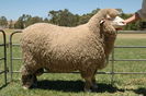 Berbec Spanish Merino