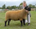 Berbec Suffolk frumos-6xc