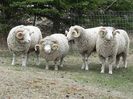 Berbeci Horned Dorsets-34