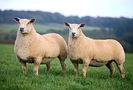 Charolais dosebiti