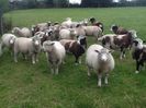 Charolais si Dorset