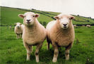 Devonshire Closewool oi
