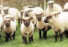 Miei grasi Shropshire