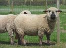 Miei Hampshire deosebiti