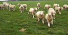 Miei Polled Dorsets la pascut