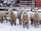 Miei Southdown iarna