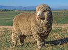 Oaie Polwarth