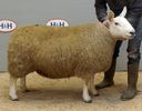 Oaie Shetland-Cheviot-2