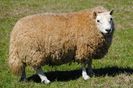 Oaie Shetland-Cheviot-46