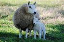 Oaie Shetland-Cheviot cu miel