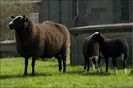 Oaie Zwartbles-8x