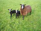 Oaie Zwartbles cu miei
