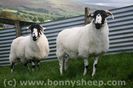 Oi Rough Fell -5