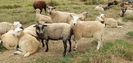 Oi Shetland-Cheviot
