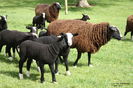 Oi si miei Zwartbles-23