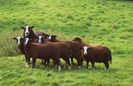 Oi Zwartbles-65