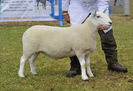 Shetland-Cheviot frumoasa