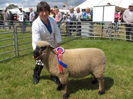 Shropshire berbec