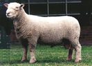 Southdown berbec