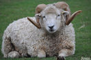 Whiteface Dartmoor berbec