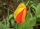 Tulipa Stresa (2014, March 25)